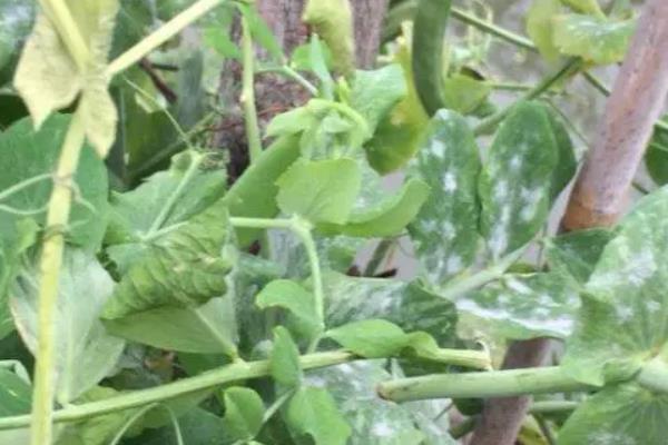 碗豆有哪些品种,常见的有甜脆、草原31等