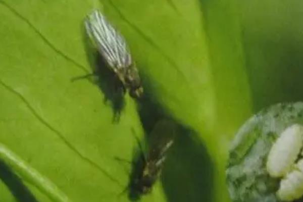 碗豆有哪些品种,常见的有甜脆、草原31等