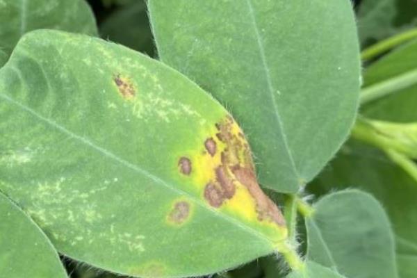 碗豆有哪些品种,常见的有甜脆、草原31等