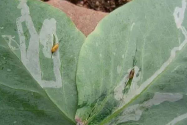 碗豆有哪些品种,常见的有甜脆、草原31等