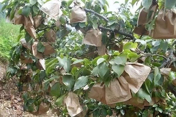 套袋梨如何防虫,套袋前用药液浸泡果袋