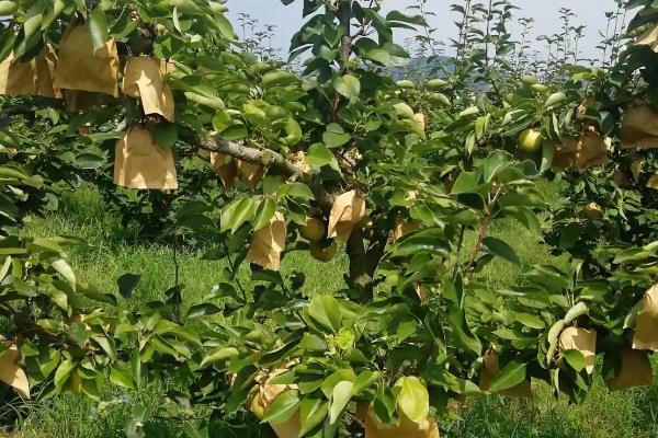 套袋梨如何防虫,套袋前用药液浸泡果袋