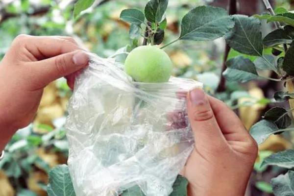 套袋梨如何防虫,套袋前用药液浸泡果袋