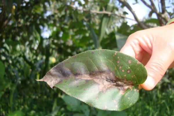 套袋梨如何防虫,套袋前用药液浸泡果袋