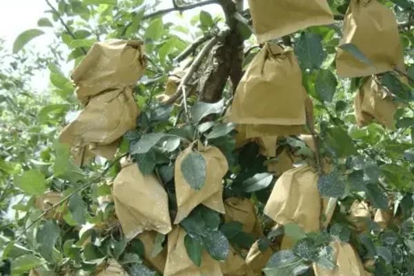 套袋梨如何防虫,套袋前用药液浸泡果袋