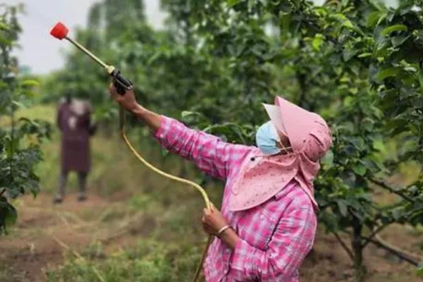 套袋梨如何防虫,套袋前用药液浸泡果袋