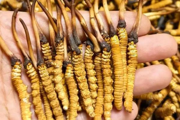 冬虫夏草一级二级三级有何区别，重量、价格、品相均不同