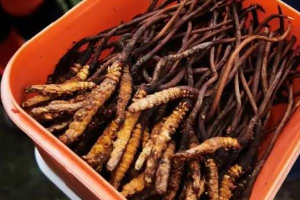冬虫夏草一级二级三级有何区别，重量、价格、品相均不同