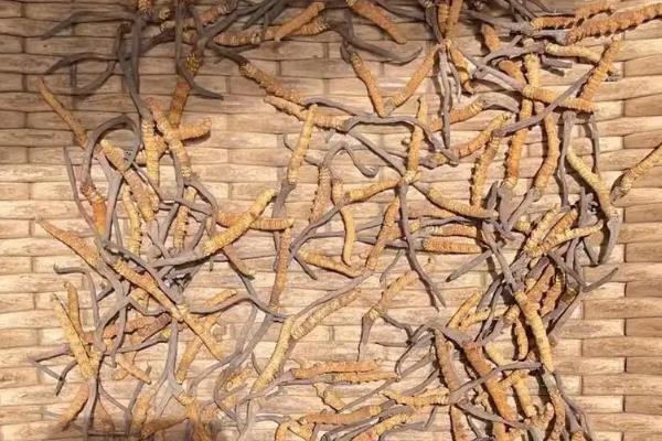 冬虫夏草一级二级三级有何区别，重量、价格、品相均不同