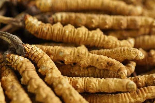 冬虫夏草一级二级三级有何区别，重量、价格、品相均不同