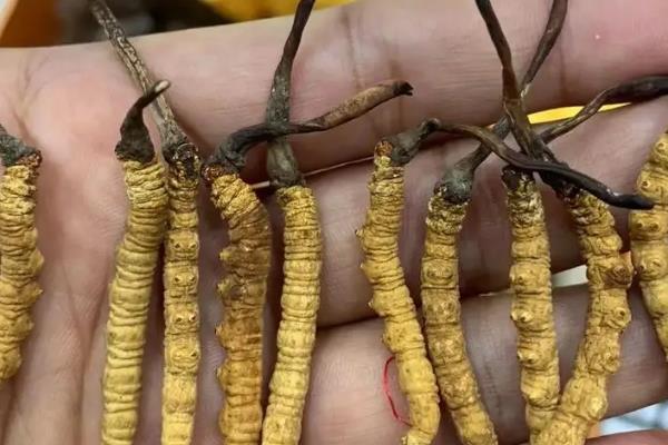 冬虫夏草一级二级三级有何区别，重量、价格、品相均不同