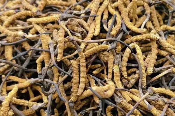 冬虫夏草一级二级三级有何区别，重量、价格、品相均不同