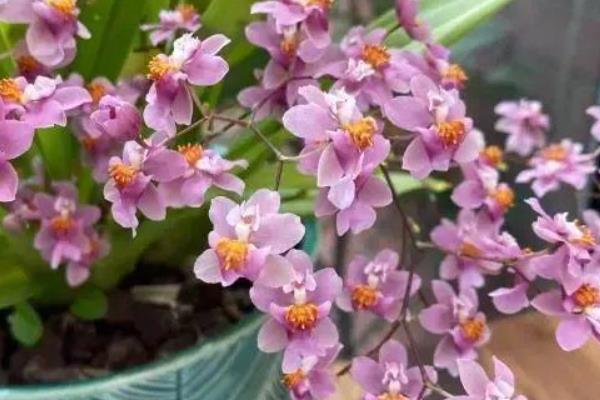 文心兰的简介，属于兰科、文心兰属植物的统称