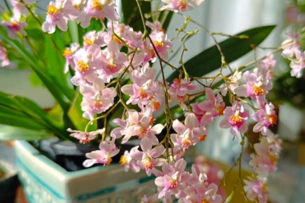 文心兰的简介，属于兰科、文心兰属植物的统称
