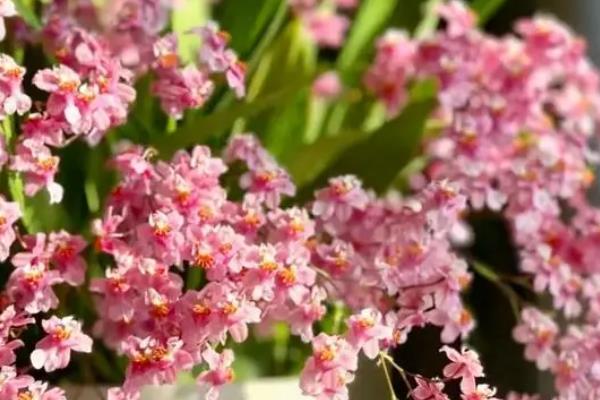 文心兰的简介，属于兰科、文心兰属植物的统称
