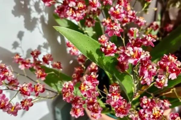 文心兰的简介，属于兰科、文心兰属植物的统称