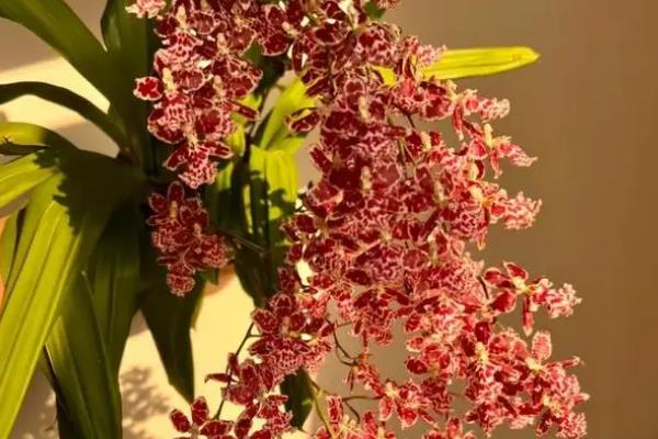 文心兰的简介，属于兰科、文心兰属植物的统称