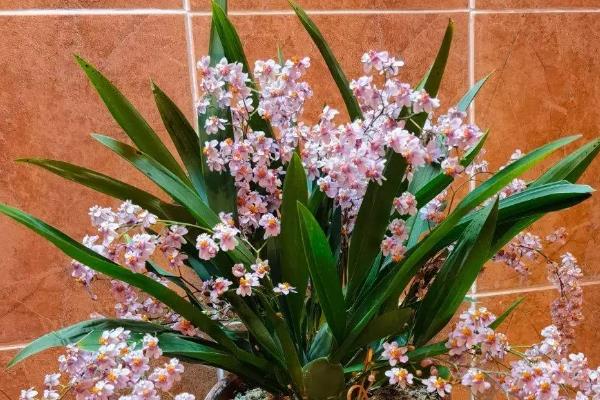 文心兰的简介，属于兰科、文心兰属植物的统称