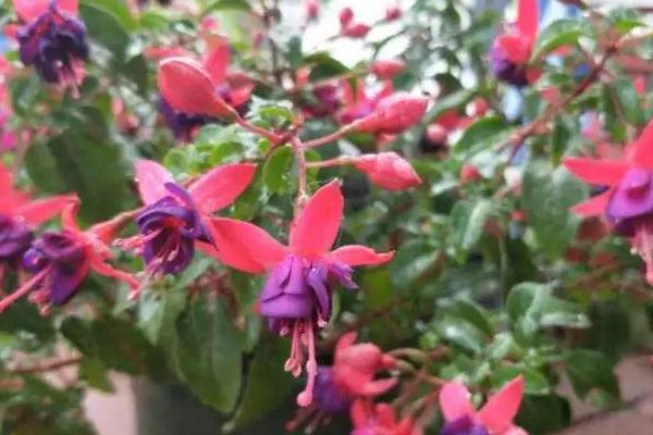 怎么养倒挂金钟花，生长季节每隔半月施一次稀薄的液肥