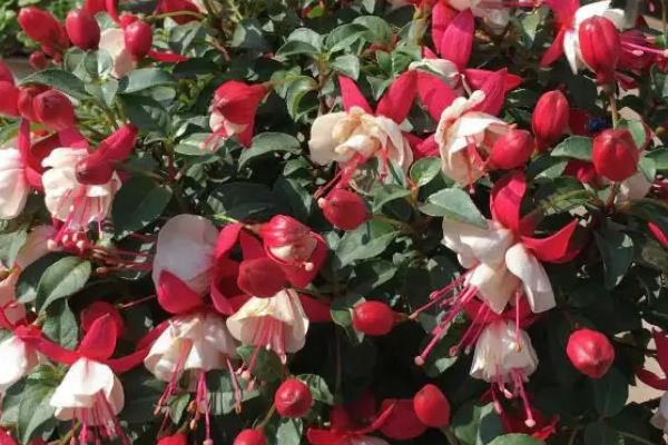 怎么养倒挂金钟花，生长季节每隔半月施一次稀薄的液肥