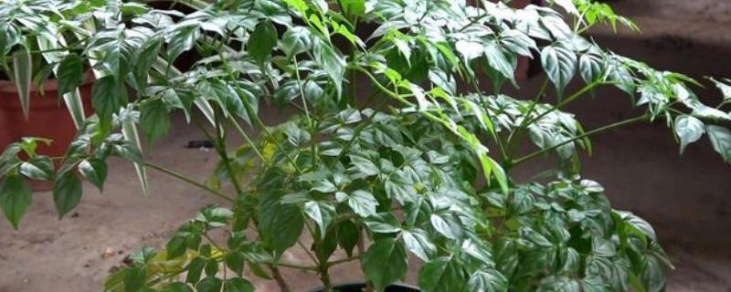 富贵树所需肥料，基肥以缓释性肥料为主