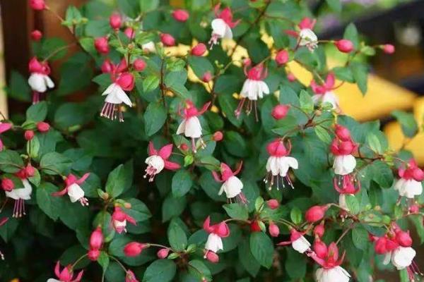 怎么养倒挂金钟花，生长季节每隔半月施一次稀薄的液肥