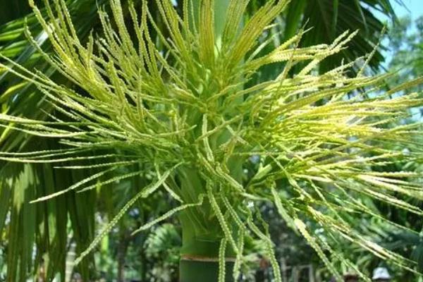 槟榔的开花时间，常在3-4月份左右开放