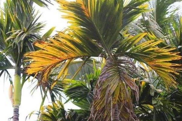 槟榔的开花时间，常在3-4月份左右开放
