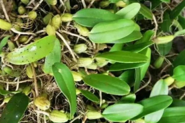 石橄榄的种植方法，以分株繁殖的方式播种块茎