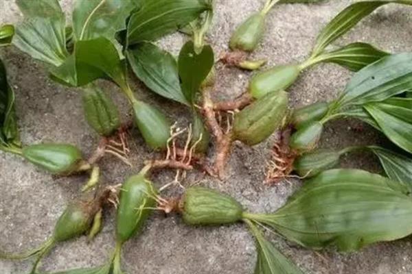 石橄榄的种植方法，以分株繁殖的方式播种块茎