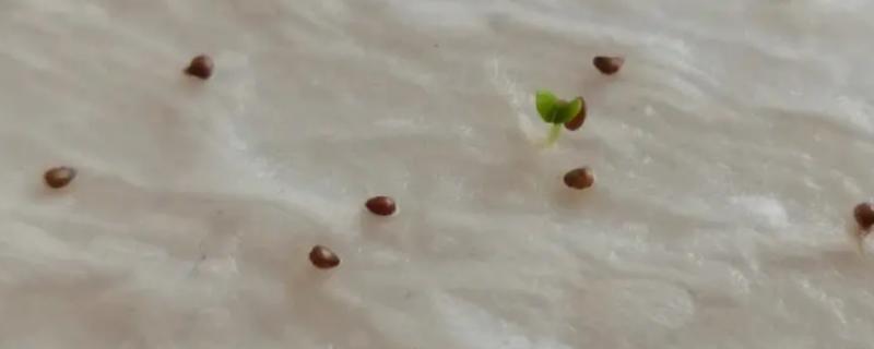 草莓播种后多久出苗，15-20天左右就可以发芽了