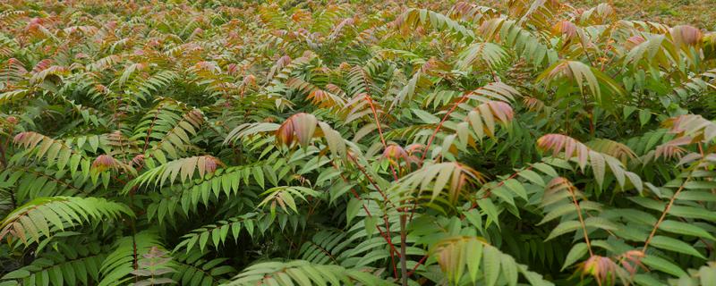 香椿一亩地种多少棵，露天种植通常每亩栽种240-300株