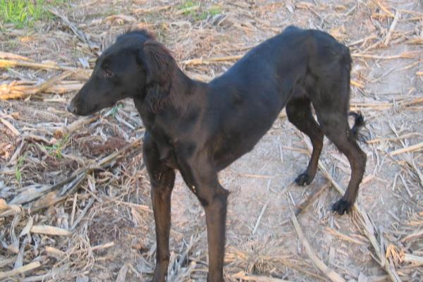 犬细小病毒怎么治疗，关键是坚持输液持续3-5天