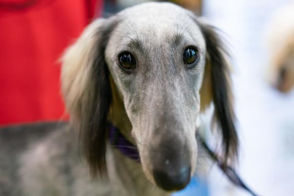 犬细小病毒怎么治疗，关键是坚持输液持续3-5天