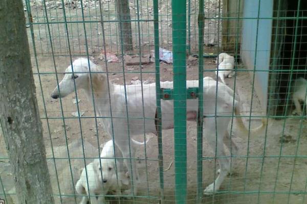 犬细小病毒怎么治疗，关键是坚持输液持续3-5天