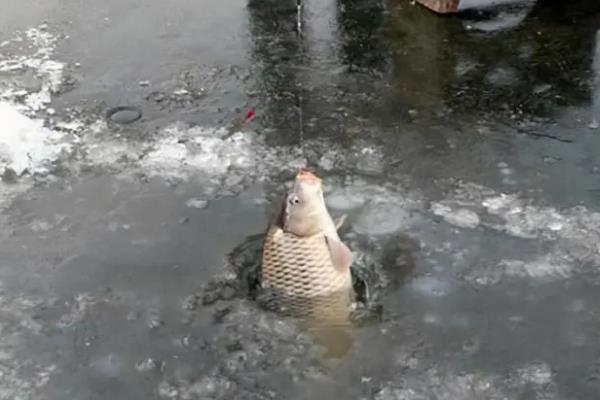 初冬野钓鲫鱼是钓深水还是浅水，钓深水比较合适
