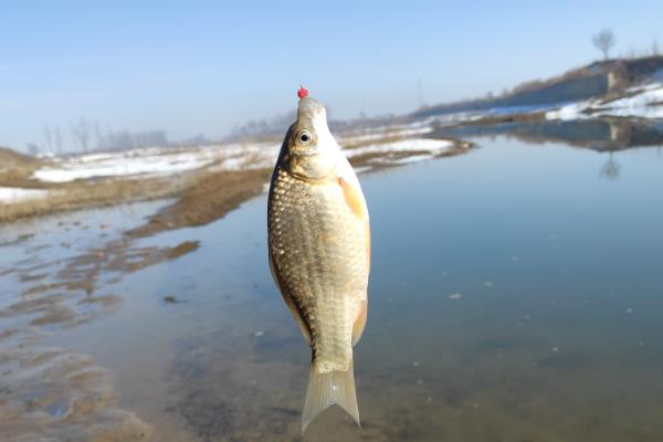 初冬野钓鲫鱼是钓深水还是浅水，钓深水比较合适