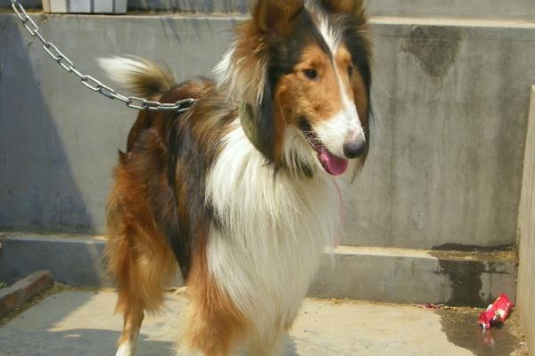 犬细小病毒怎么治疗，关键是坚持输液持续3-5天