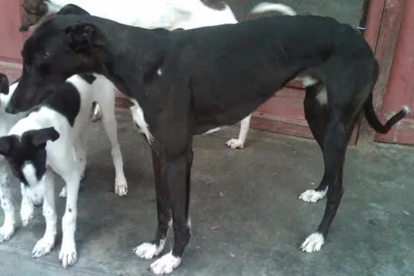 犬细小病毒怎么治疗，关键是坚持输液持续3-5天