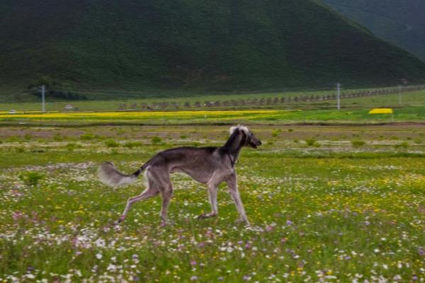 犬细小病毒怎么治疗，关键是坚持输液持续3-5天
