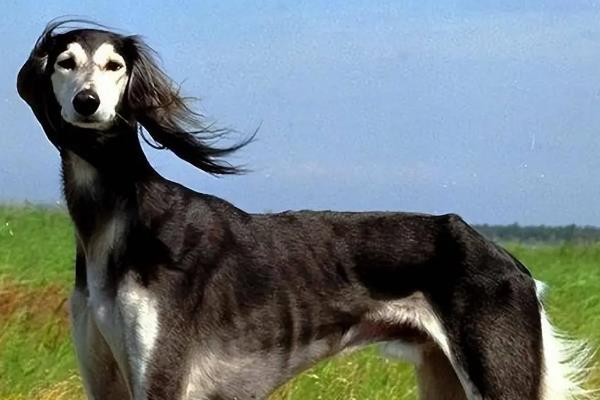 犬细小病毒怎么治疗，关键是坚持输液持续3-5天