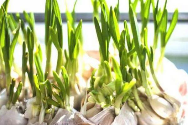 大蒜的种植要求，生长适温为12-25℃