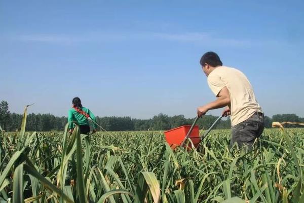 大蒜的种植要求，生长适温为12-25℃