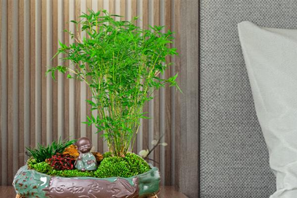 小米竹叶子黄的原因，可能是浇水过多或缺乏光照所致