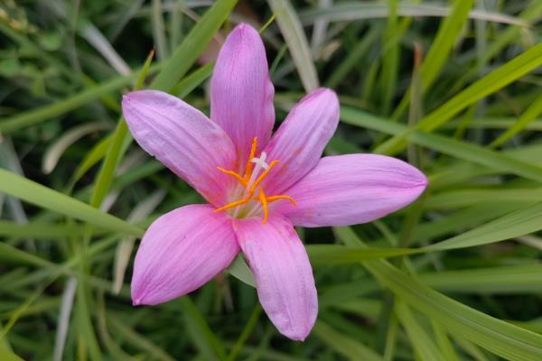风雨花的花语，寓意坚强勇敢、释放精彩等