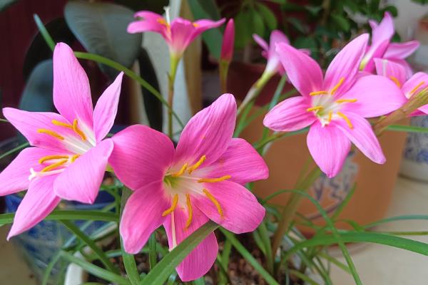 风雨花的花语，寓意坚强勇敢、释放精彩等