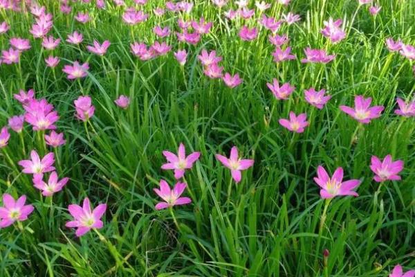 风雨花的花语，寓意坚强勇敢、释放精彩等