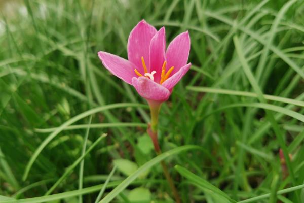 风雨花的花语，寓意坚强勇敢、释放精彩等