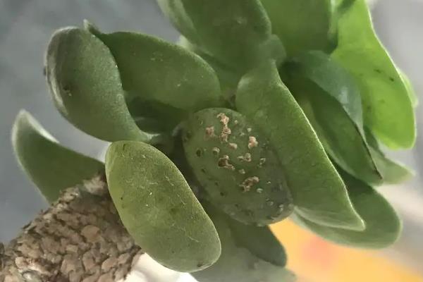 金钱木叶片发黄变软如何处理，缺少光照时需要人工补光