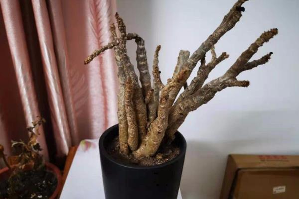金钱木叶片发黄变软如何处理，缺少光照时需要人工补光